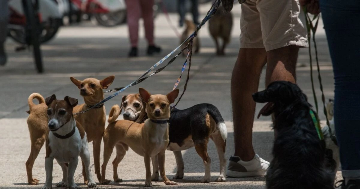 #ColumnaInvitada | Las mascotas como sujetos de derecho
