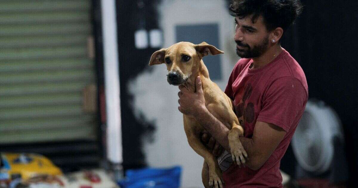 Los perros pueden oler tu estrés y cambiar su comportamiento