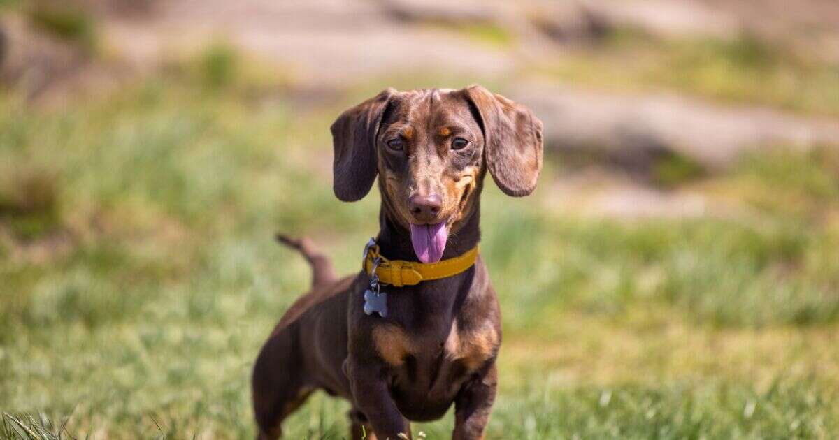 ¿Por qué es importante esterilizar a tu mascota? Un experto responde