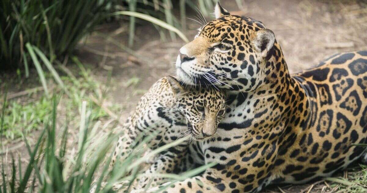 Los tres cachorros de jaguar de Chapultepec ya tienen nombre; esto significan