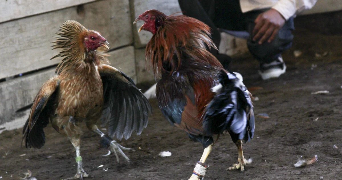 Marcha por peleas de gallos en CDMX: conoce las calles afectadas este jueves