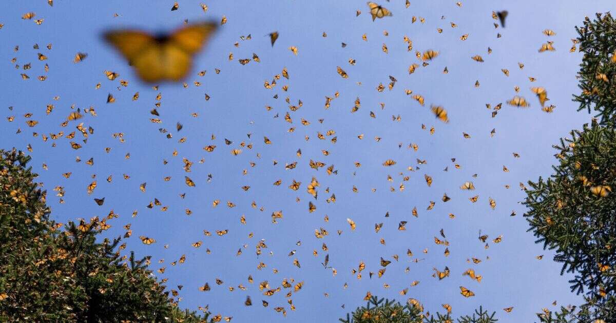 Mariposas monarca duplican su presencia en bosques de hibernación mexicanos