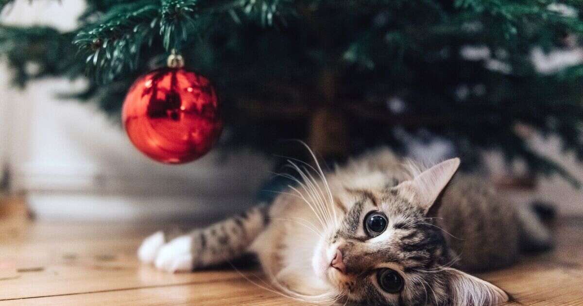 ¿Cómo evitar una guerra entre tu michi y los adornos navideños?