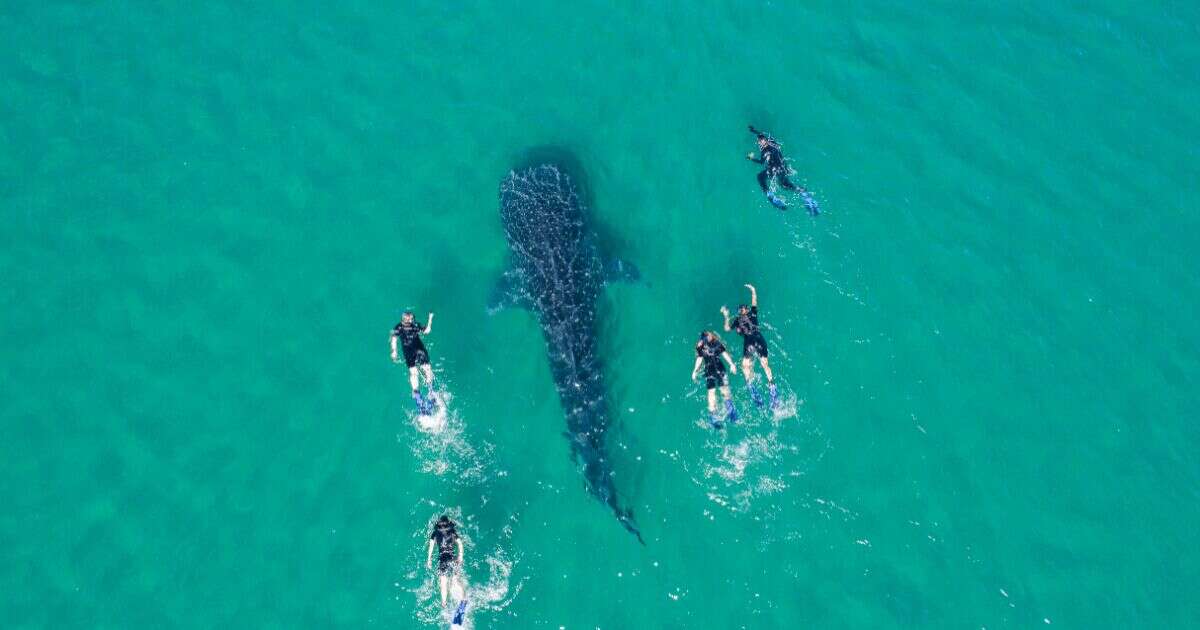 Nadar con tiburón ballena: una experiencia única en La Paz, BCS