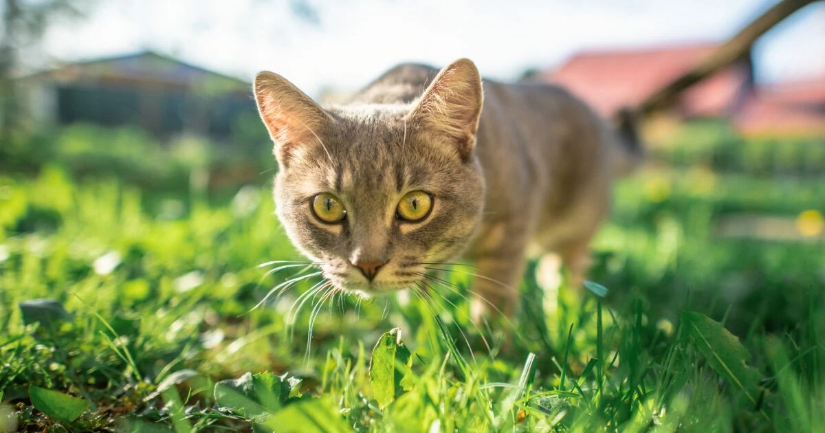 ¿Por qué se celebra el día internacional del gato el 8 de agosto? Lo que revela tu felino sin hablar