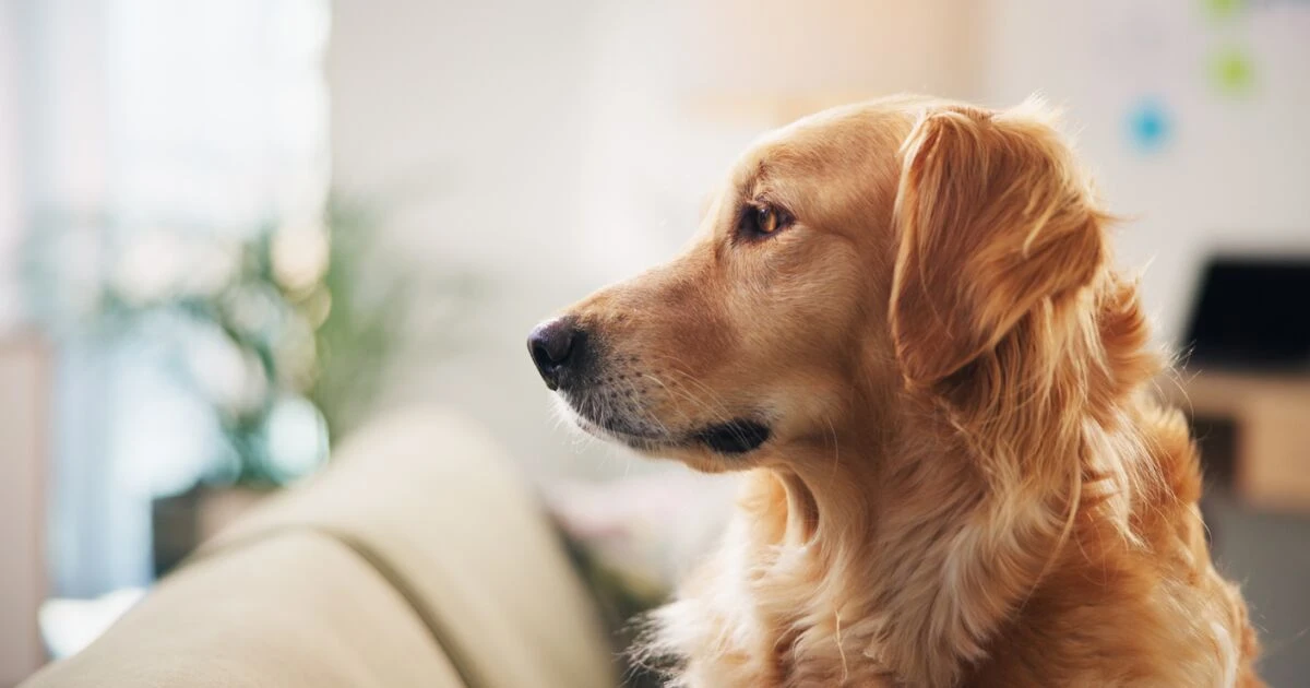 ¿Ansiedad en perritos? Sí, y es más común de lo que crees y así puedes identificarla