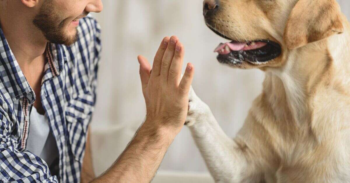 Diputados dictaminan dar rango constitucional a la protección animal