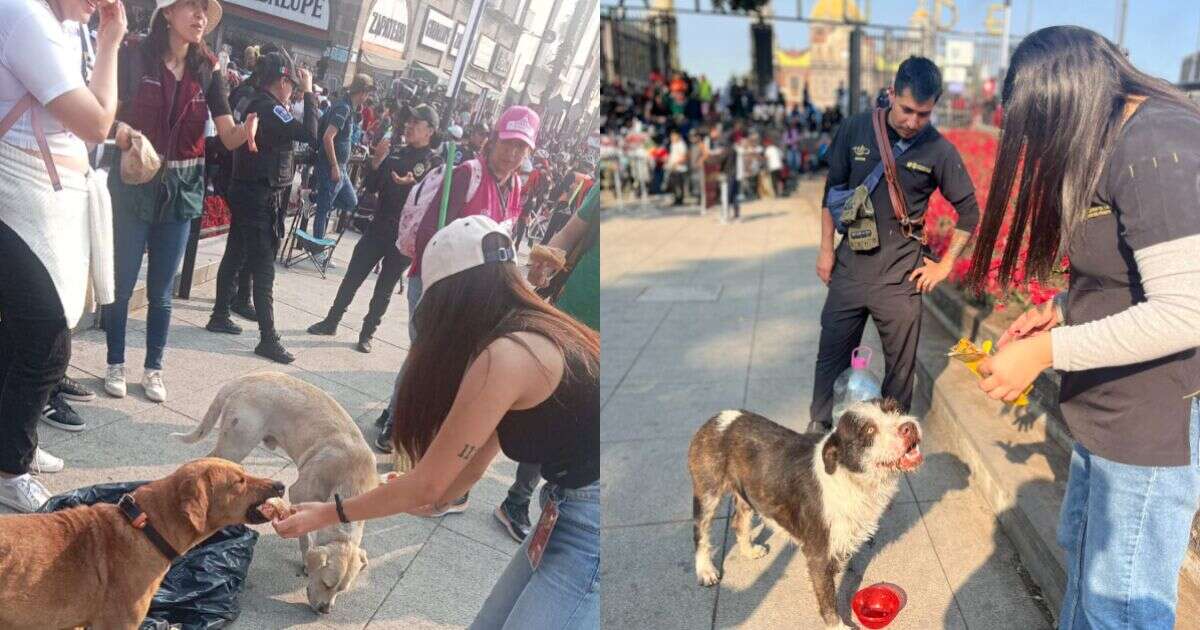 Así atienden a los perritos peregrinos en la Basílica