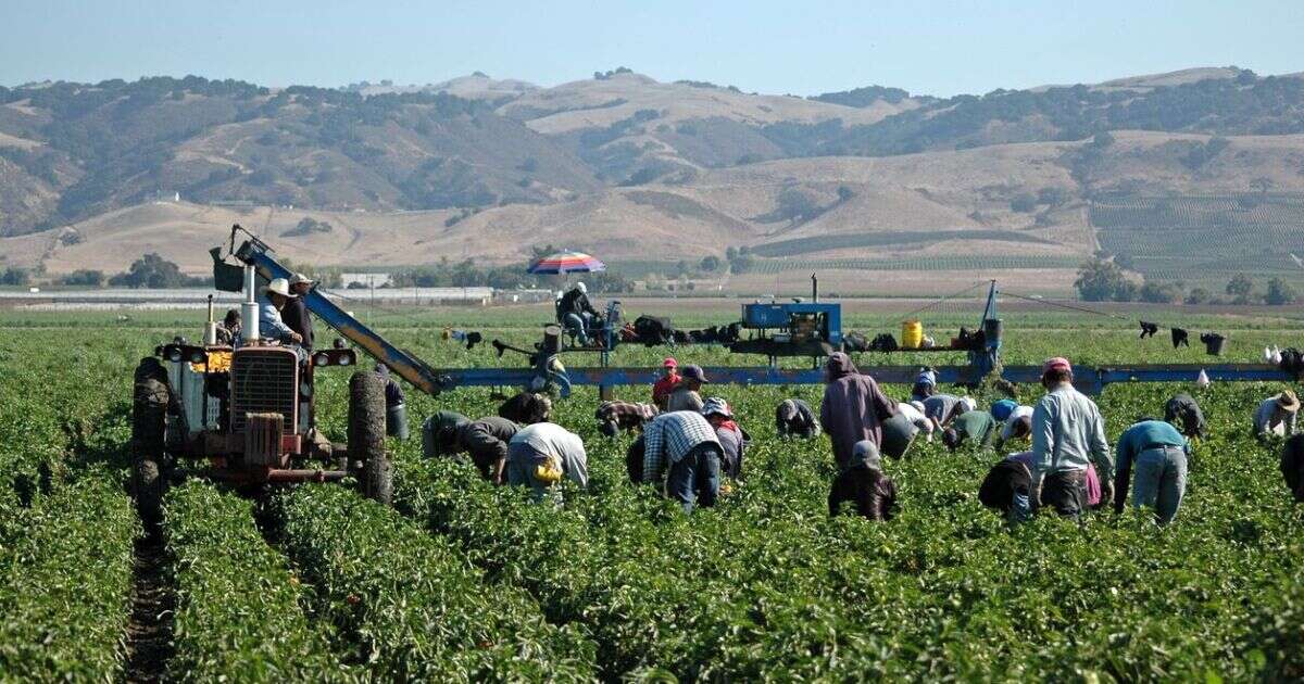 #Entrelíneas | La tortuosa ruta de la migración temporal