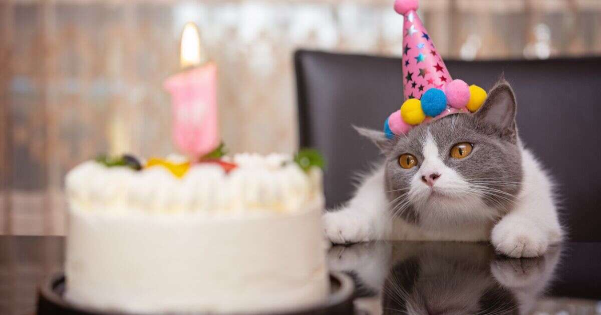 Día Mundial del Gato: ¿Por qué se celebra en tres fechas distintas del año?