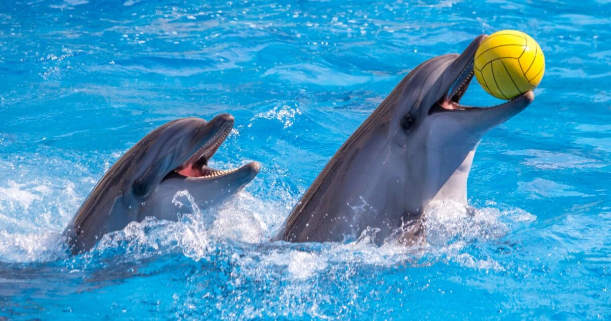 Diputados aprueban Ley Mincho para prohibir espectáculos con delfines