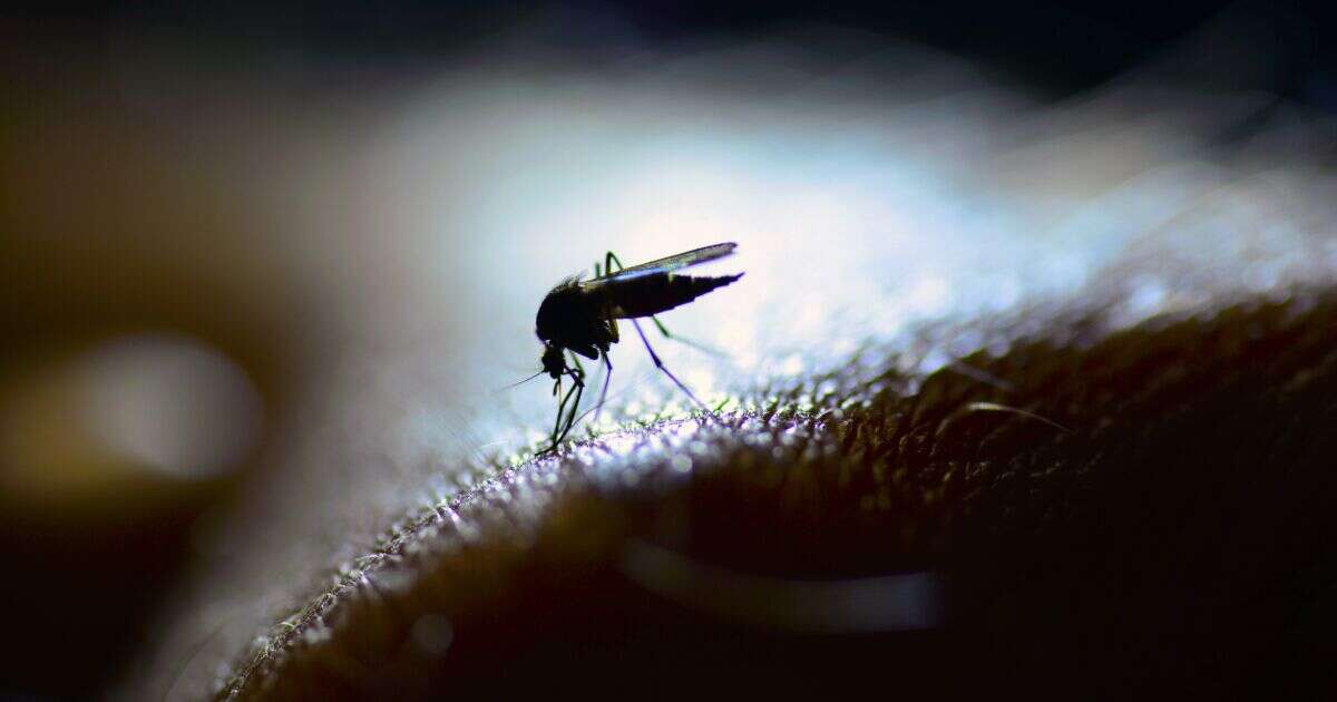 ¿Eres víctima de los mosquitos? Esta puede ser la razón