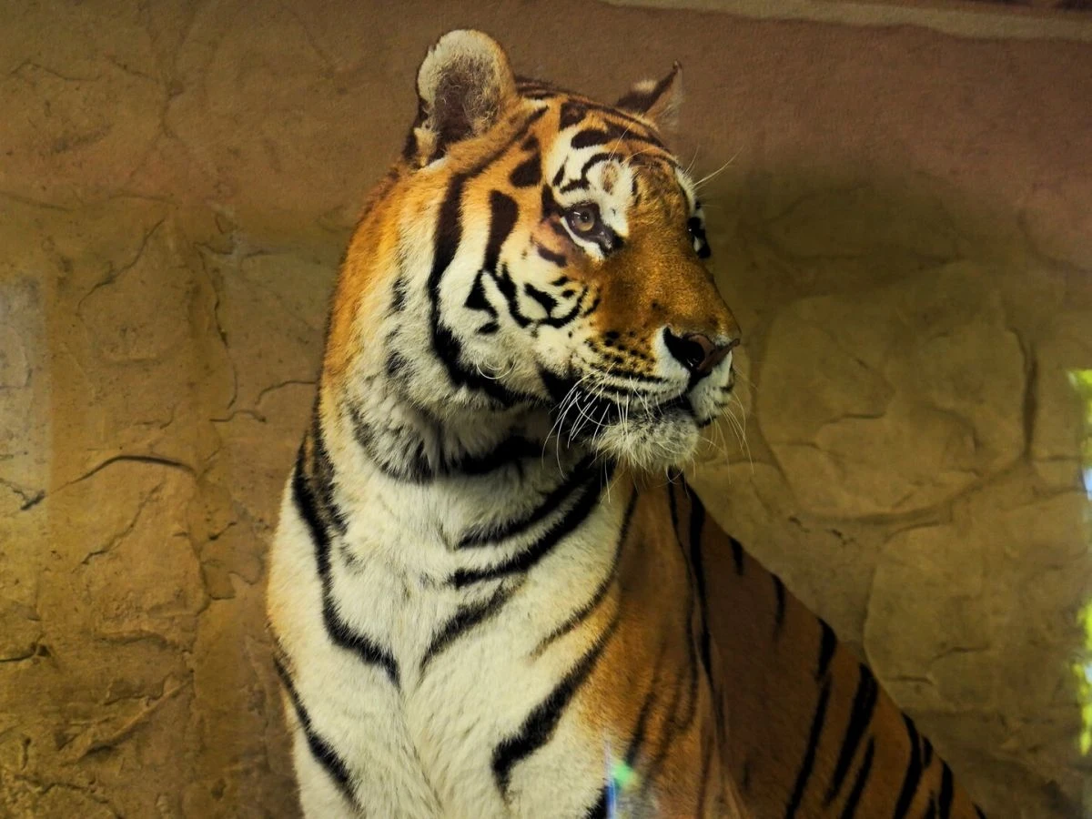 Śląski Ogród Zoologiczny zimą - cennik, godziny otwarcia, funkcjonowanie w święta