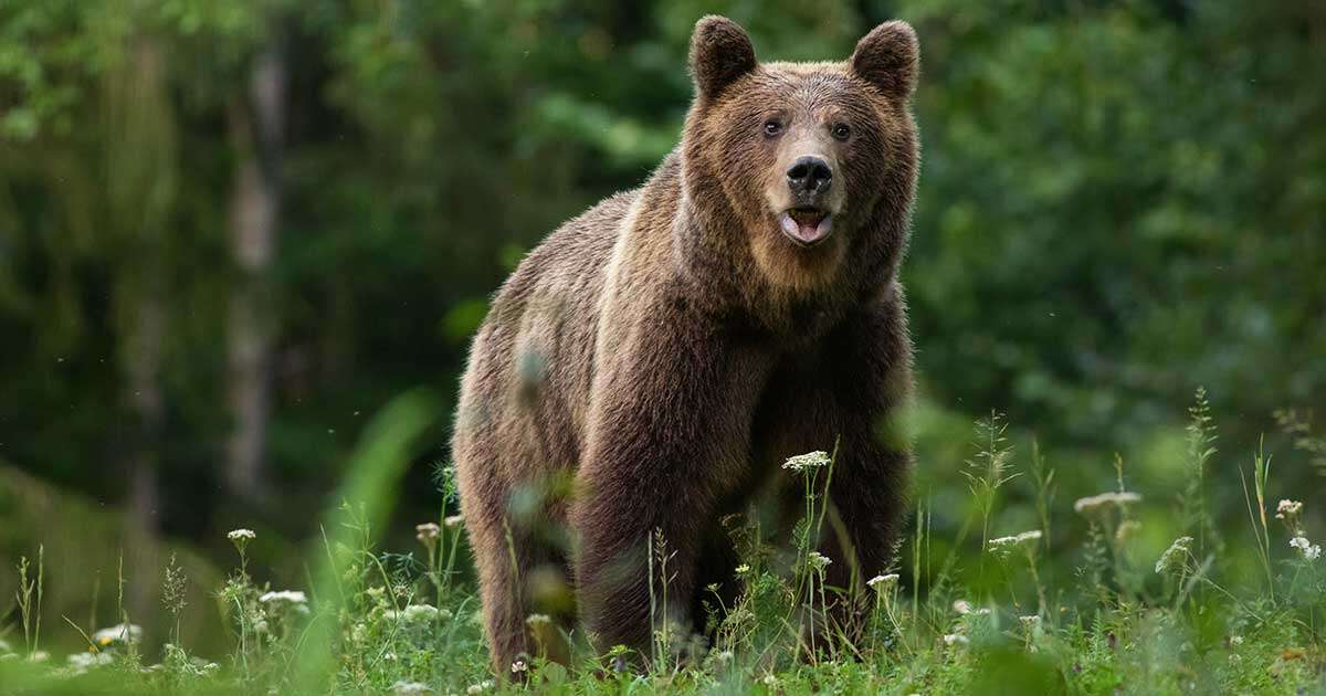 「右眼球が眼窩から外れて露出」…恐怖のクマ被害が日本列島で増加中に「日当8500円」に猟師たちも怒り爆発！いくらなんでも安すぎる