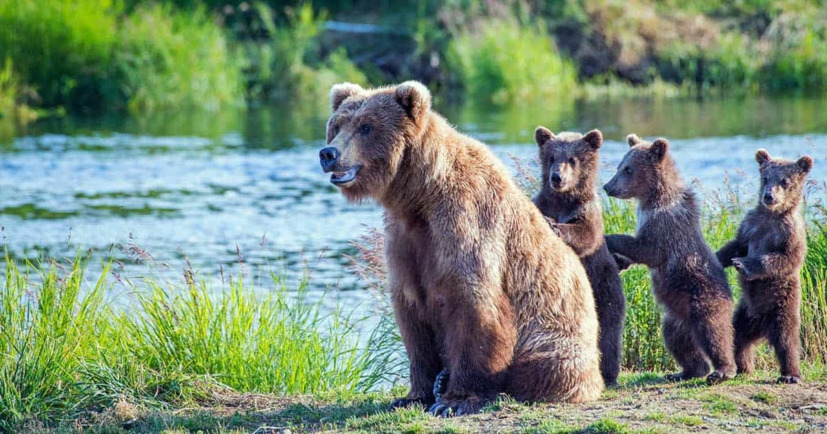 「ヒグマ猟師をバカにするな！」八つ裂き殺戮の現場でコンビニ時給以下の報酬「住民に迫る命の危険」…「特殊部隊を相手にするようなもん」