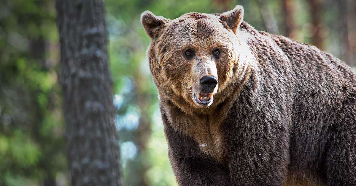 恐怖!! 人を恐れない「アーバンベア」がやってくる…「クマがかわいそう」という苦情で被害者続出