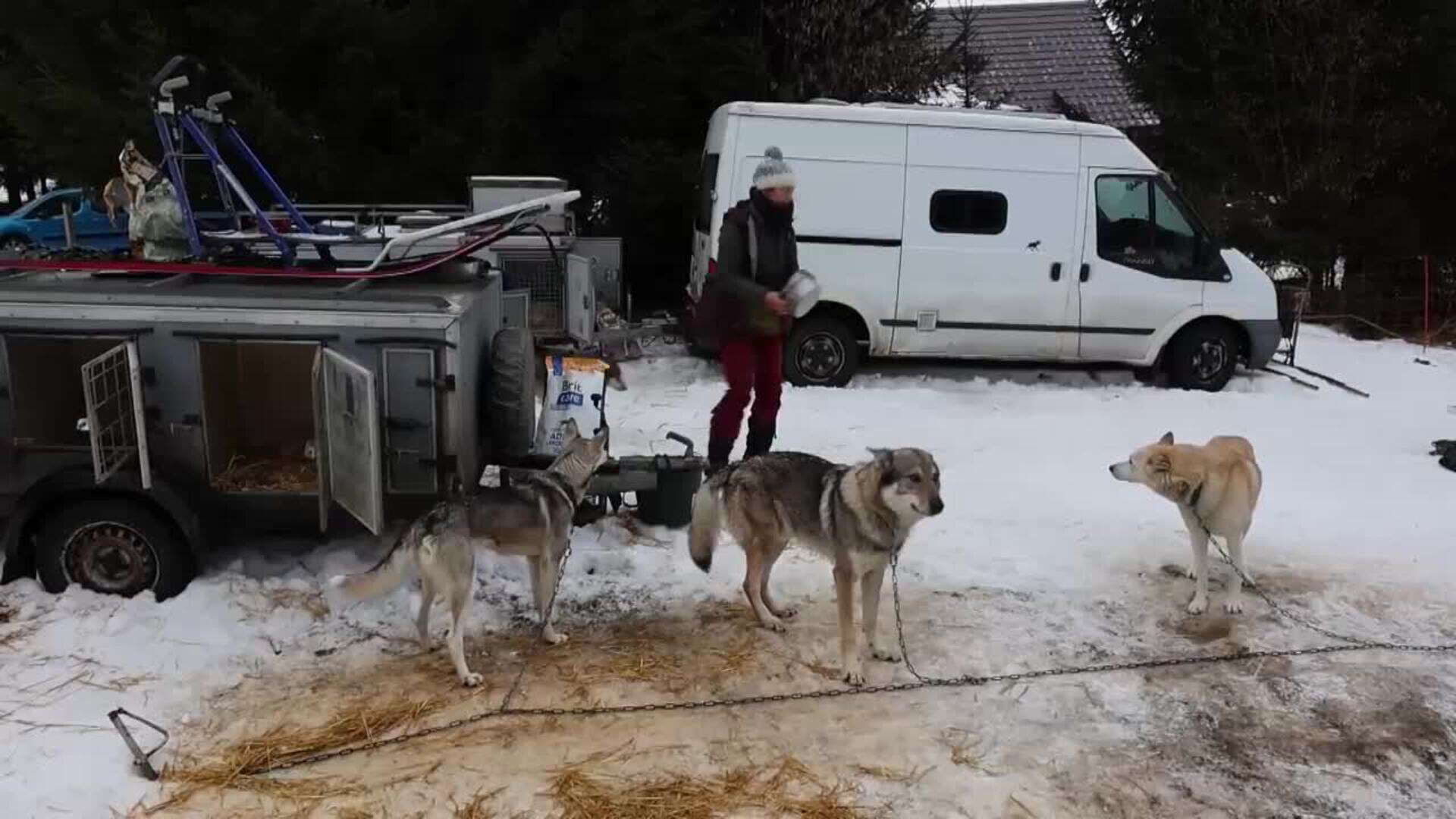 Más de 700 perros compiten en la exigente carrera Sedivackuv Long en Chequia