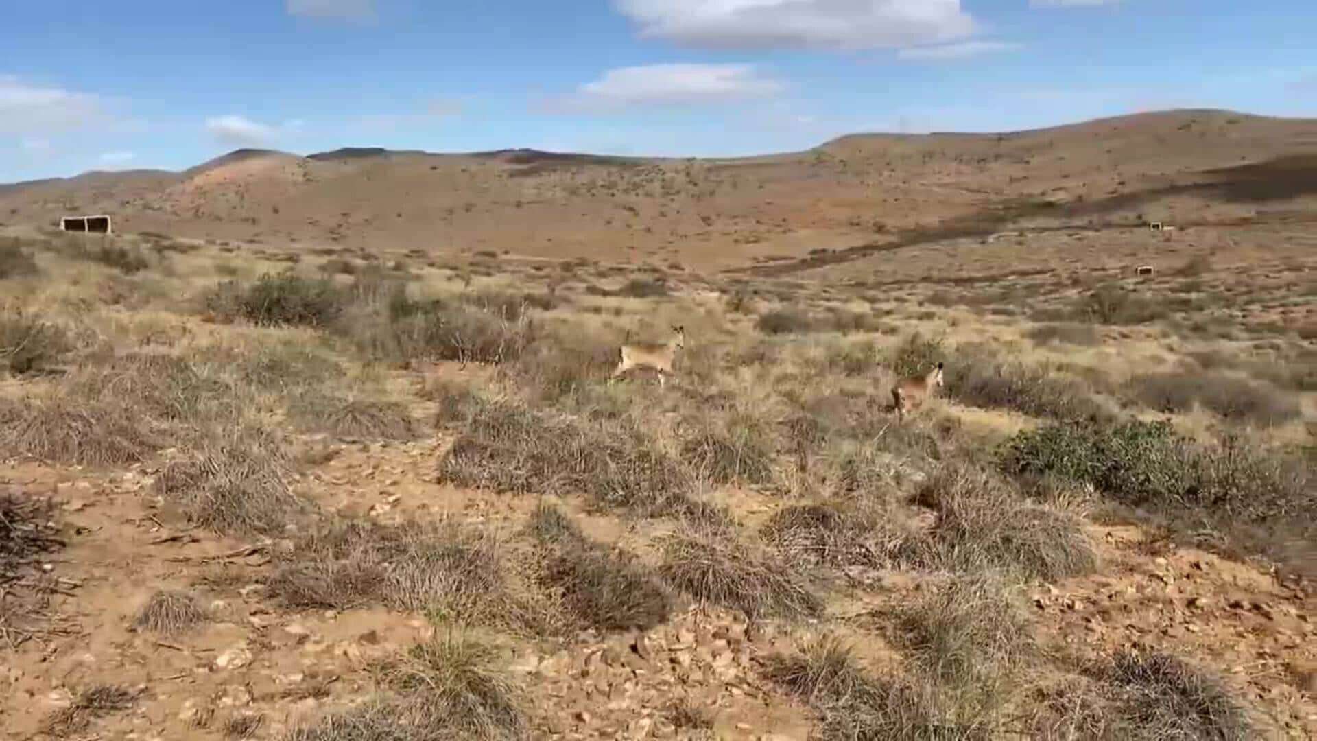 Gacelas y muflones para devolver la vida silvestre al desierto marroquí