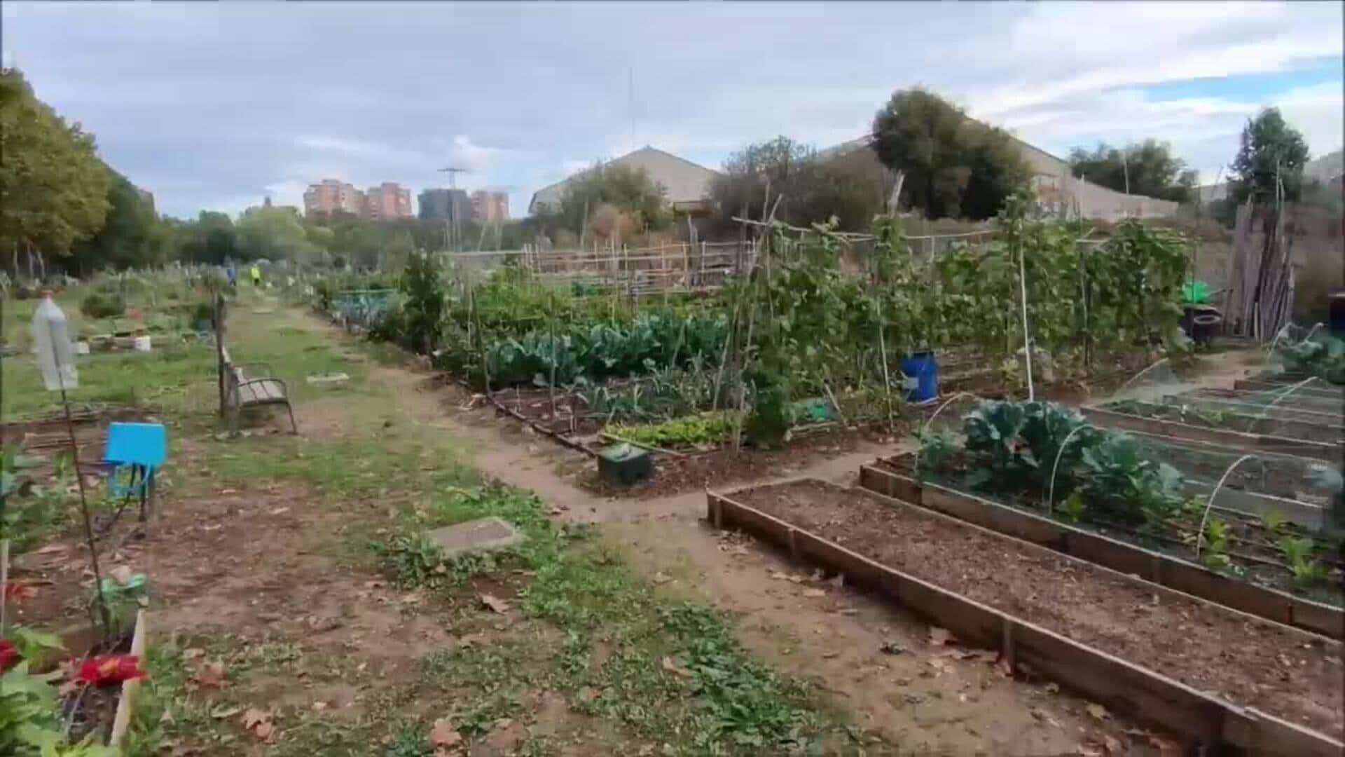 Haciendo comunidad en Alcalá con los cultivos ecológicos en los huertos urbanos