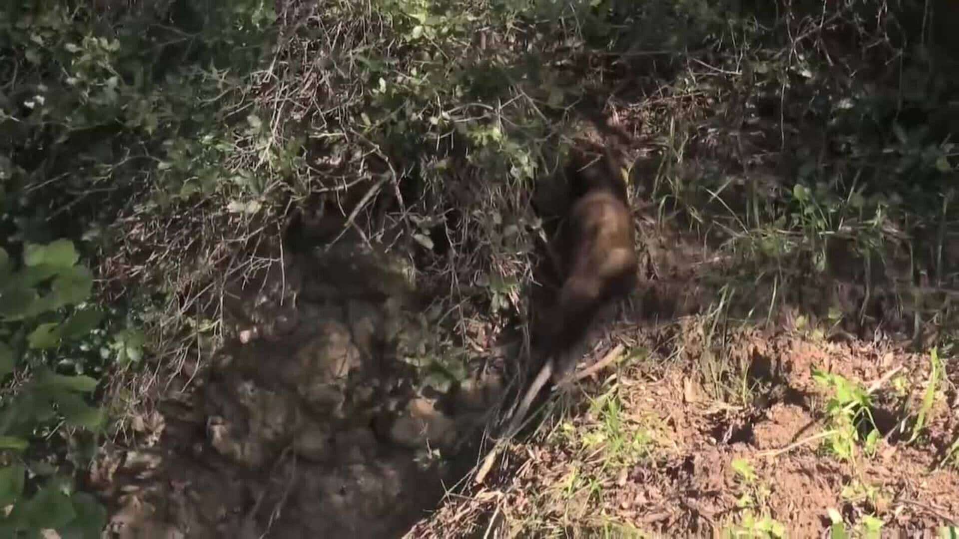 Liberan cinco turones europeos para recuperar la especie en Cataluña