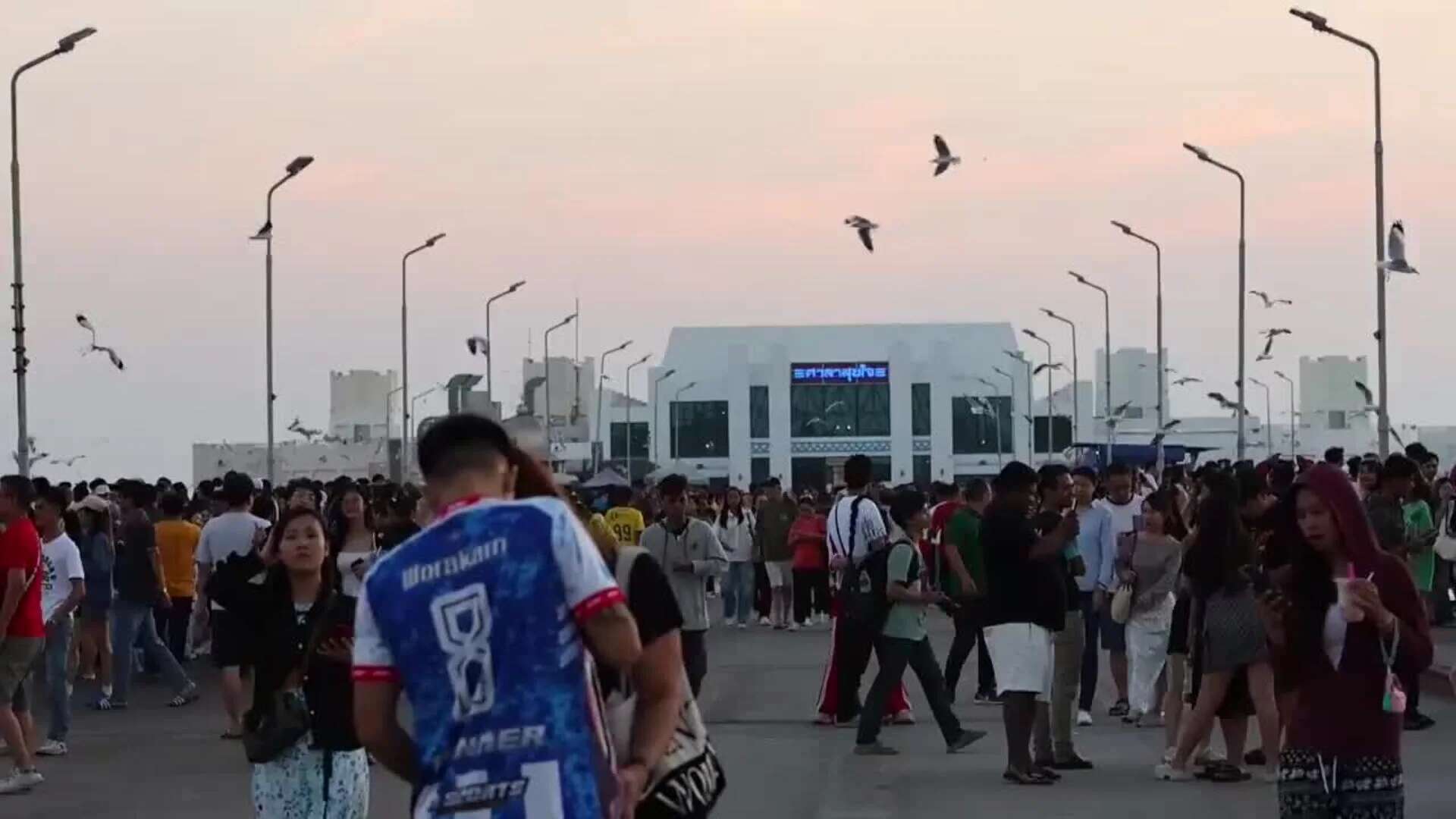 Miles de gaviotas emigran de Siberia o Tíbet a Bangkok cada invierno para huir del frío