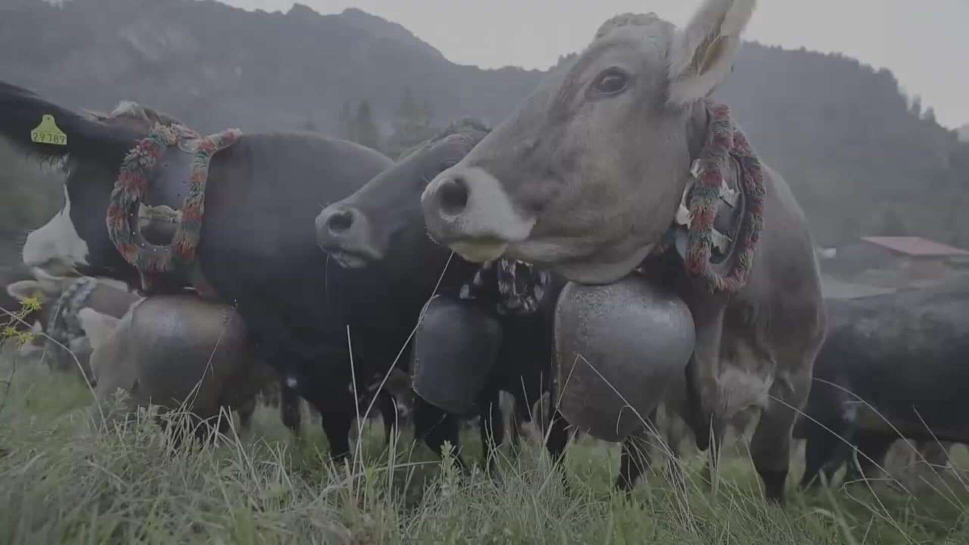 Cientos de vacas adornadas marcan el final del verano en el festival Viehscheid