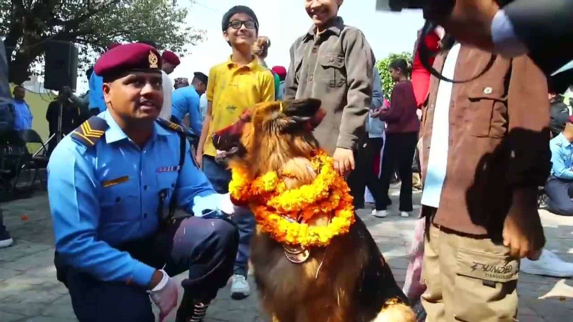 Ofrenda de culto a los perros en Katmandú durante el festival hindú de Tihar