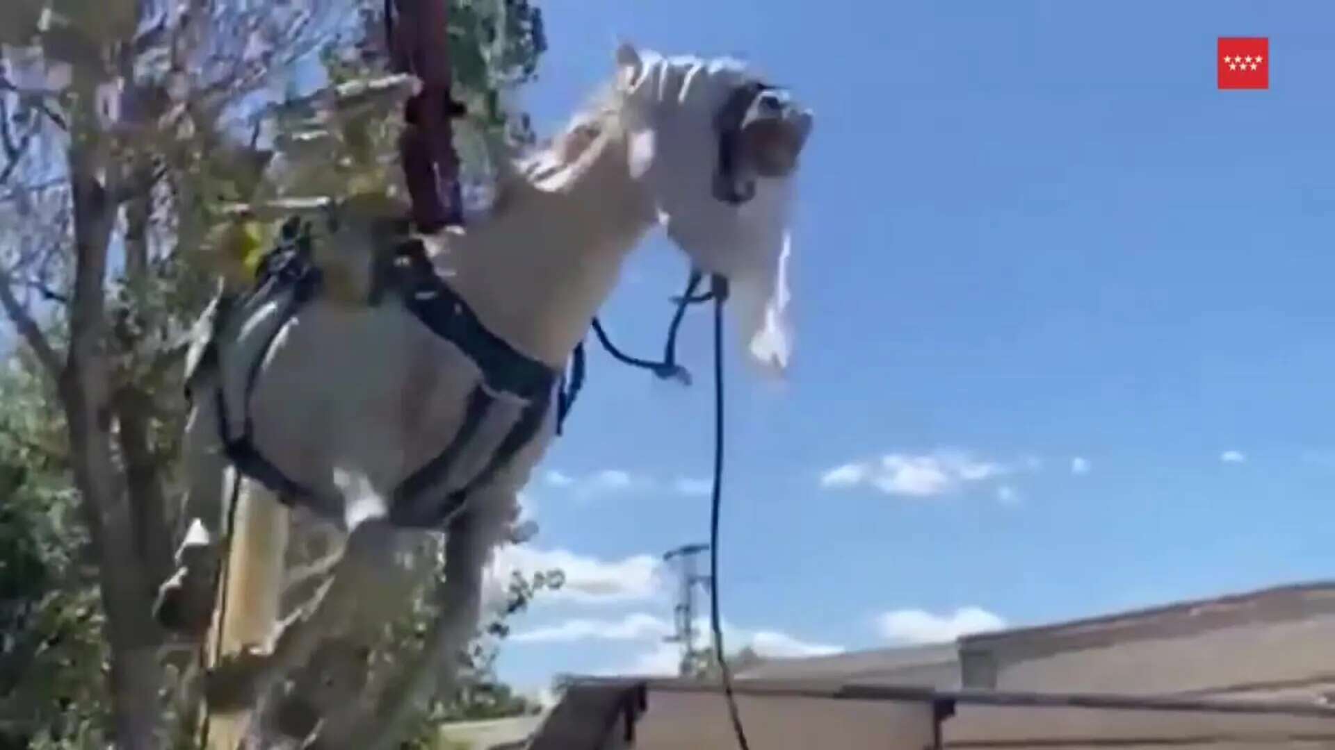 Rescatado un caballo que había caído en una acequia junto al río Henares