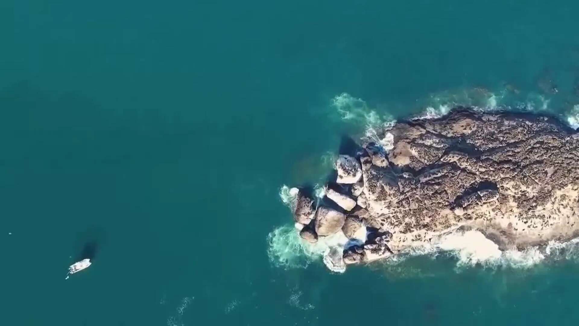 Las luces LED podrían prevenir los ataques de tiburones a los surfistas, según un estudio