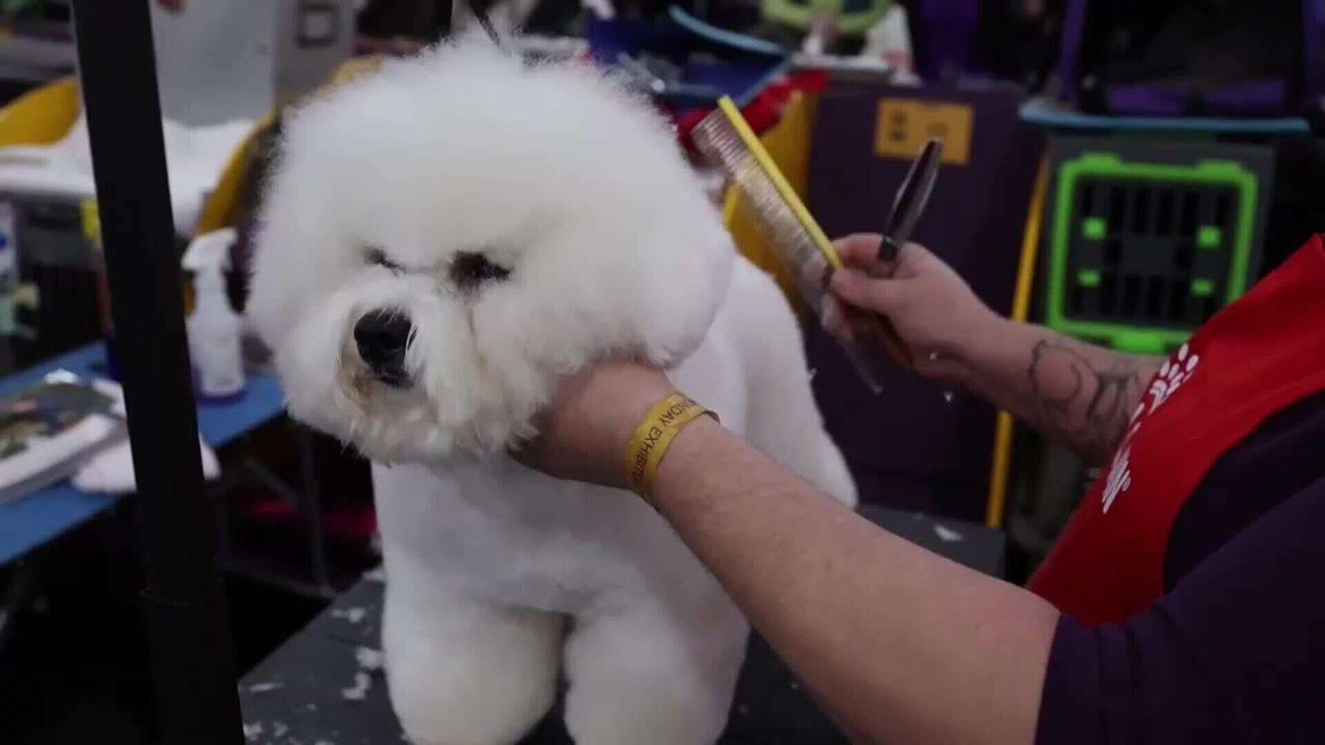 Celebración del certamen canino del Westminster Kennel Club en Nueva York