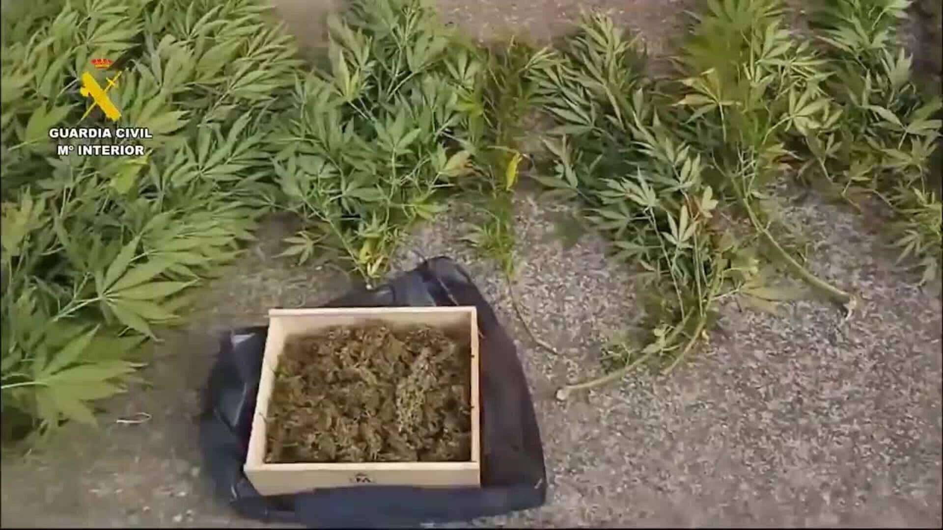 La Guardia Civil descubre una plantación de marihuana tras la denuncia por un robo de tomates