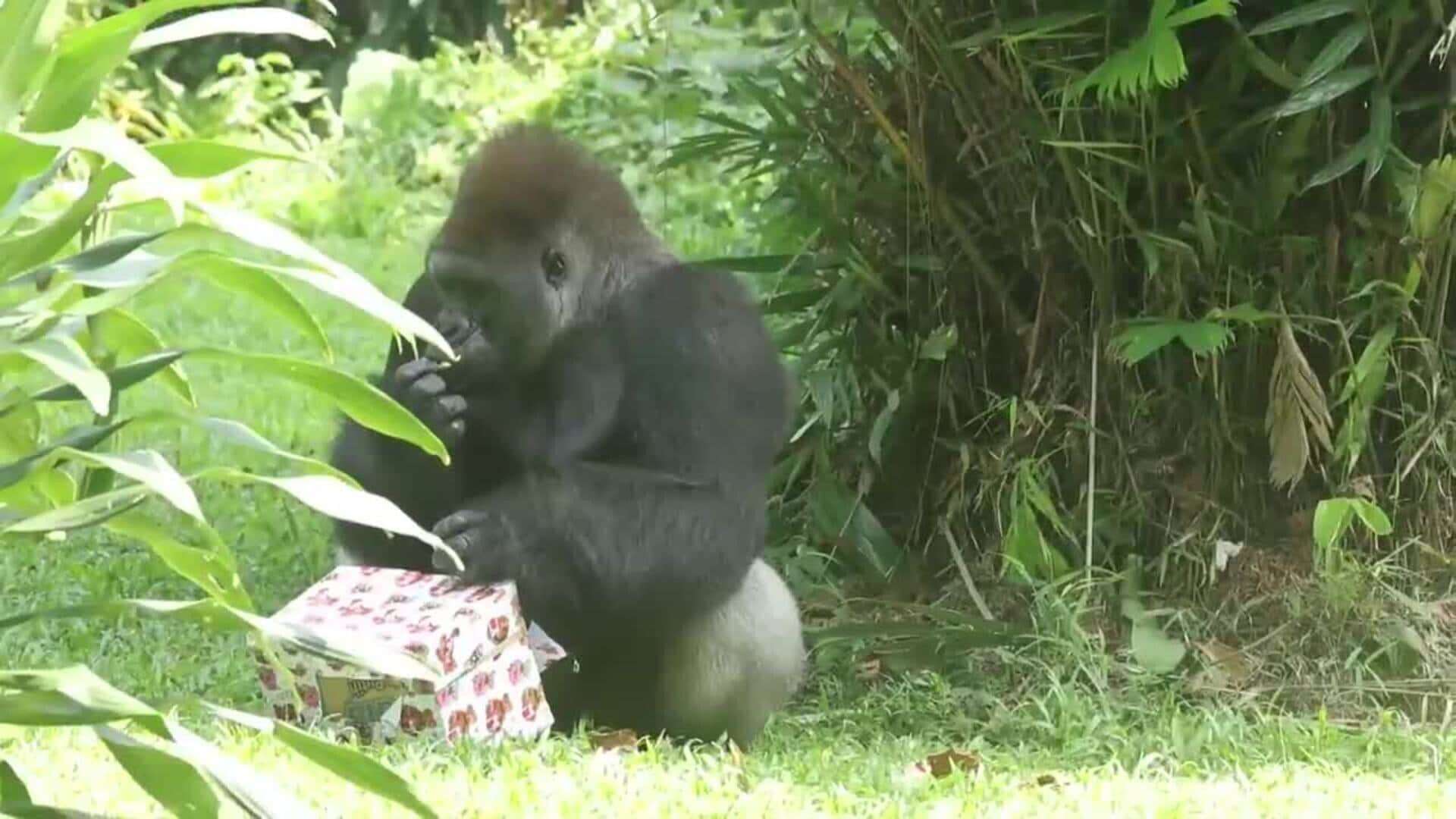 Indonesios celebran el 29 cumpleaños de los gorilas Kumbo y Kihi