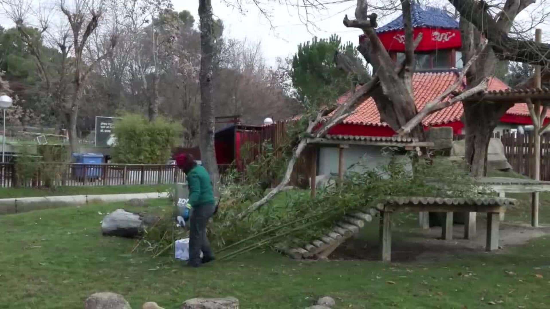 Zoo de Madrid instala su tradicional Belén acuático y entrega los primeros regalos