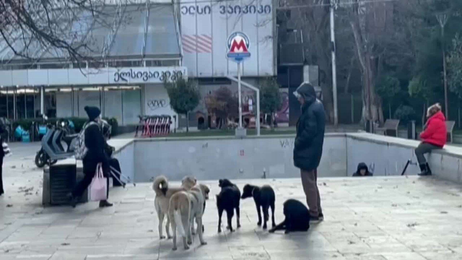 Tiflis, una urbe amable con sus perros callejeros