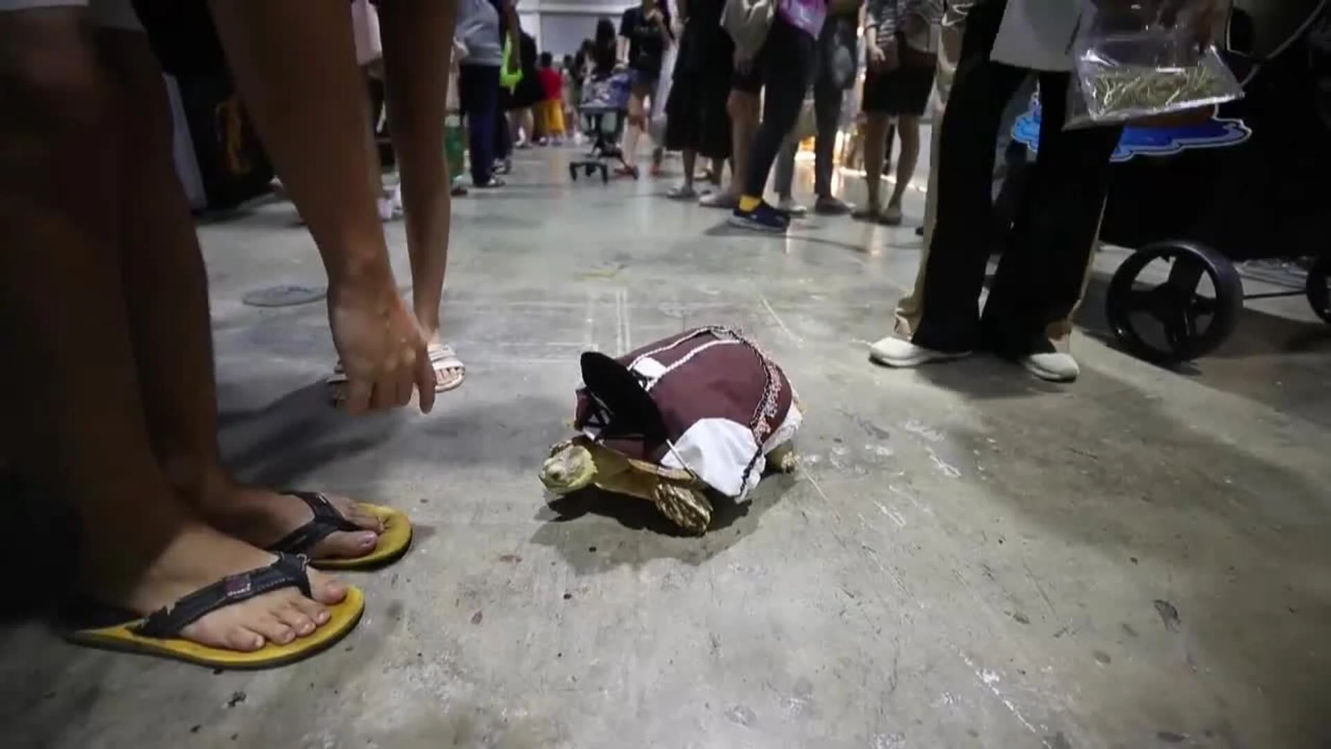 Expo de Mascotas en Bangkok expone cientos de animales de compañía incluidos reptiles y mascotas exóticas