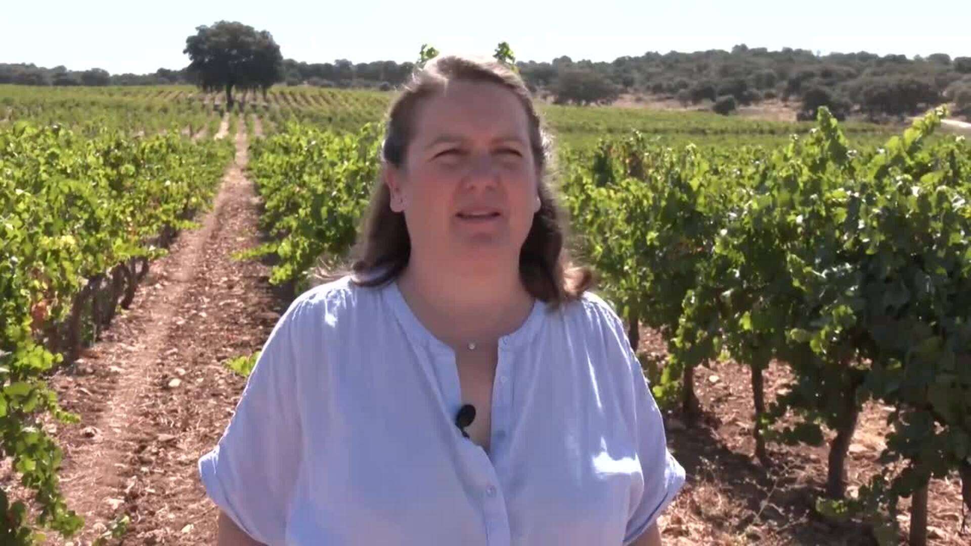 Ronda vuelve a adelantar su vendimia, marcada por sus variedades singulares de vinos tranquilos