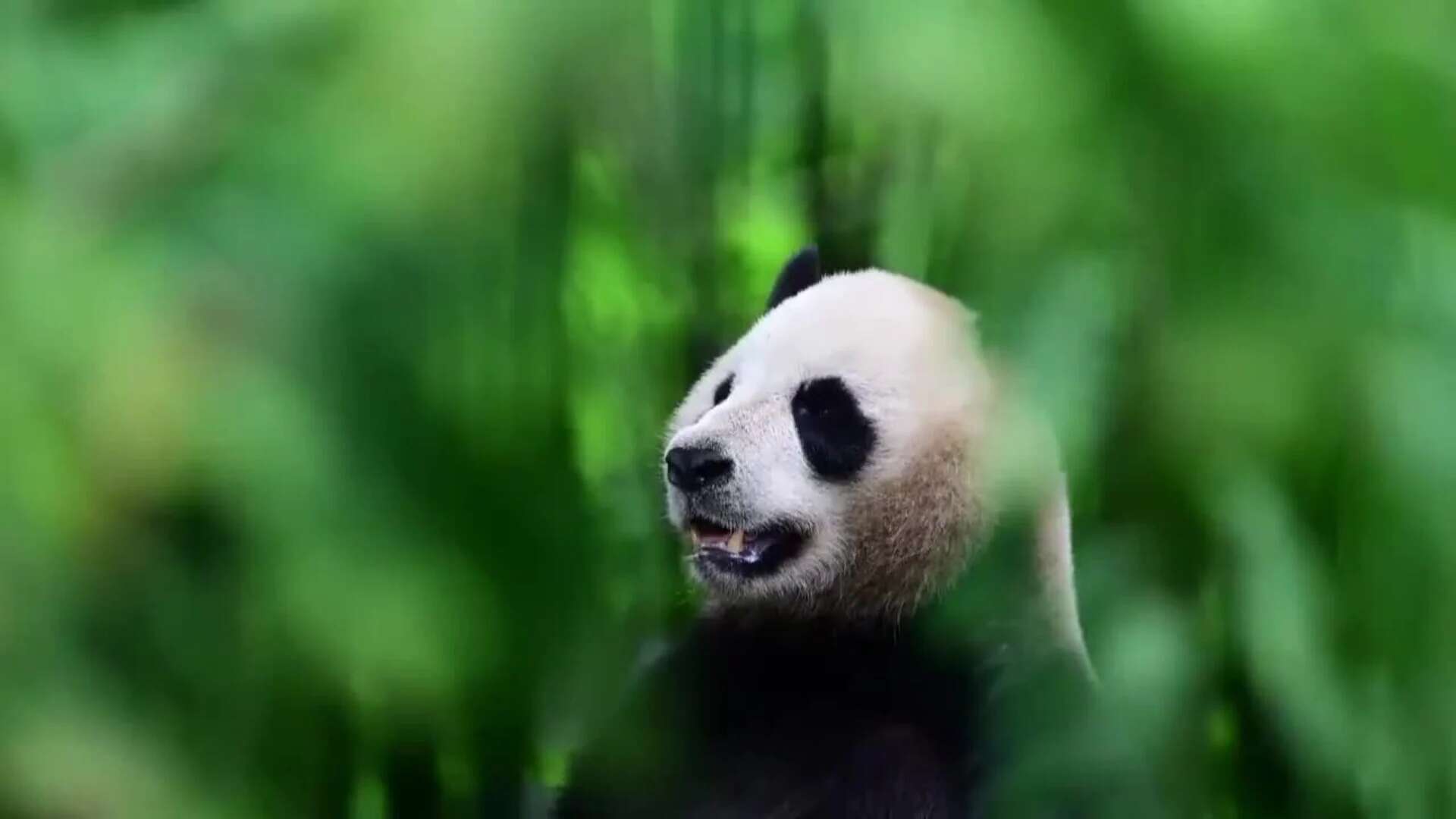 Hong Kong recibe a una pareja de pandas gigantes donados por Pekín