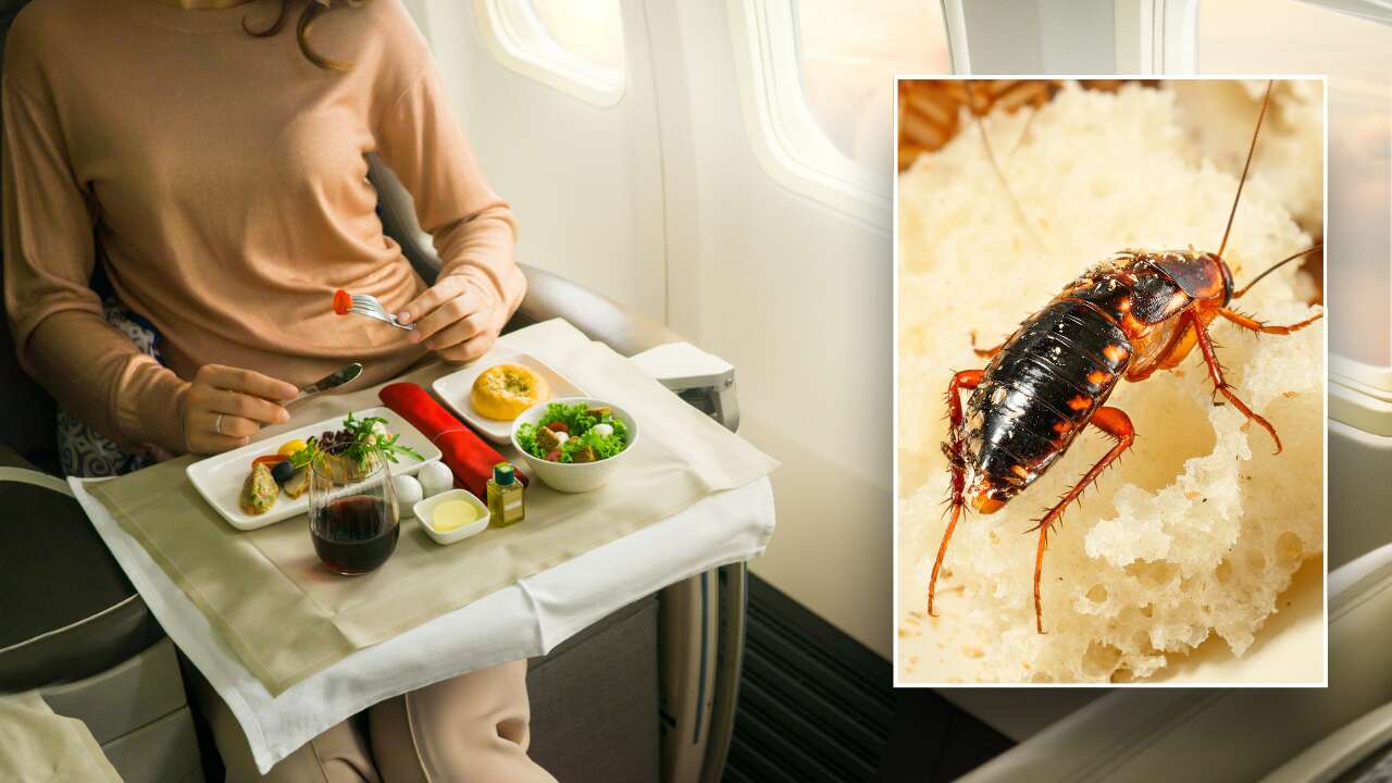 Airline passenger reportedly falls ill after eating cockroach-infested omelet