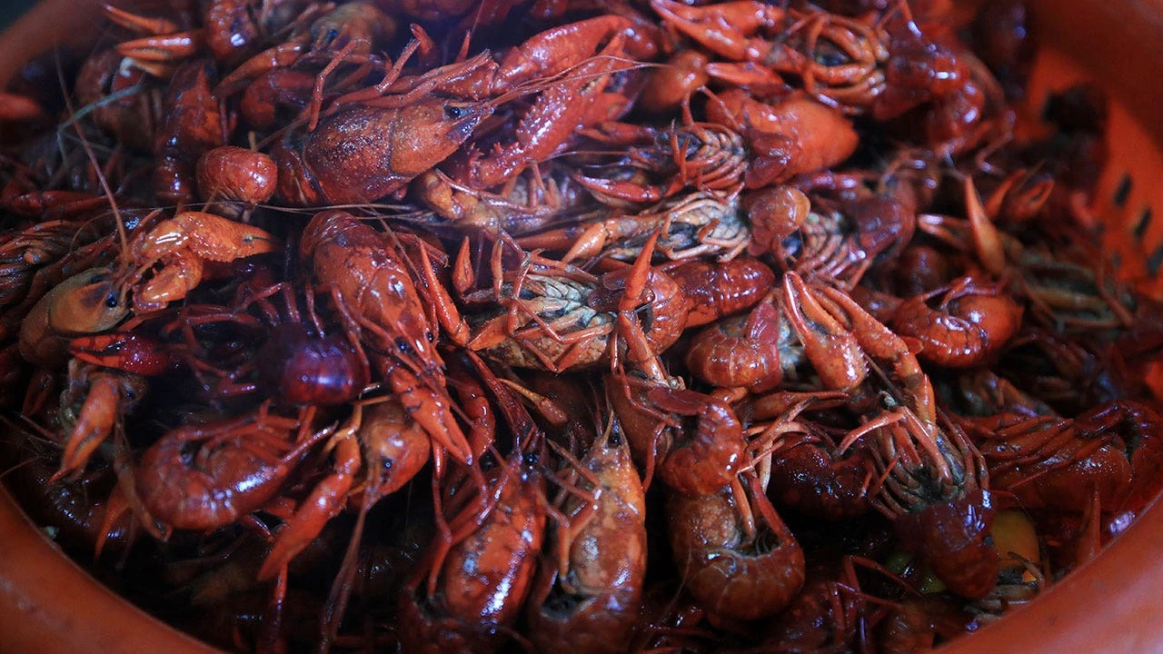 Louisiana drought, cold weather could make crawfish harvest worst on record