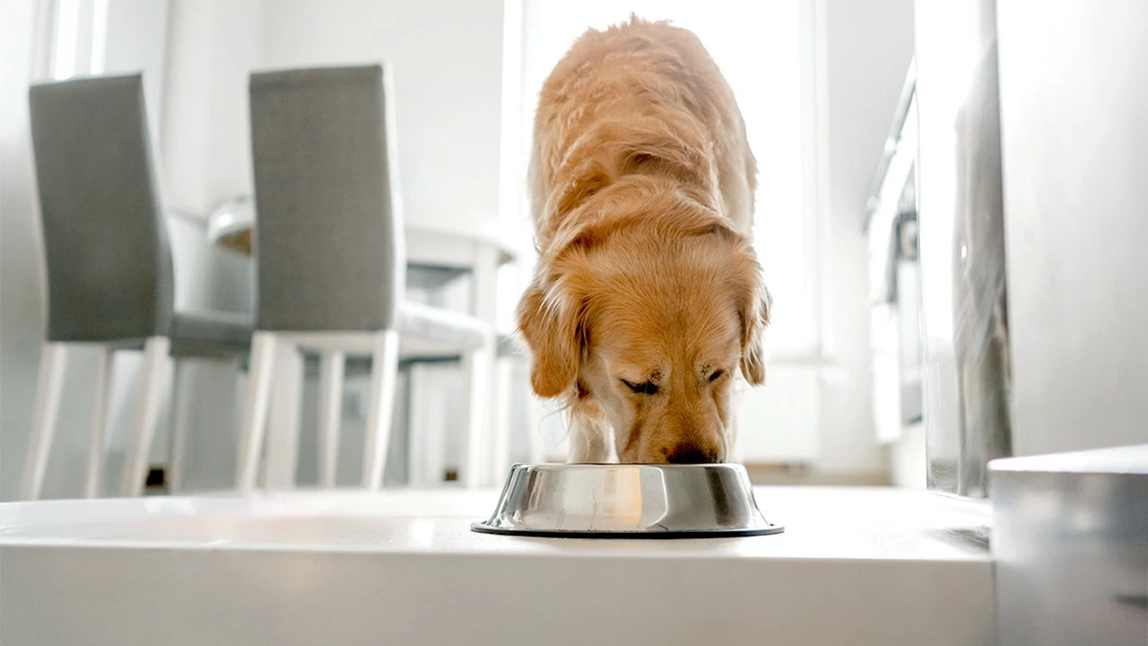 Popular pet food brand halts production after FDA warns of possible dangerous contamination