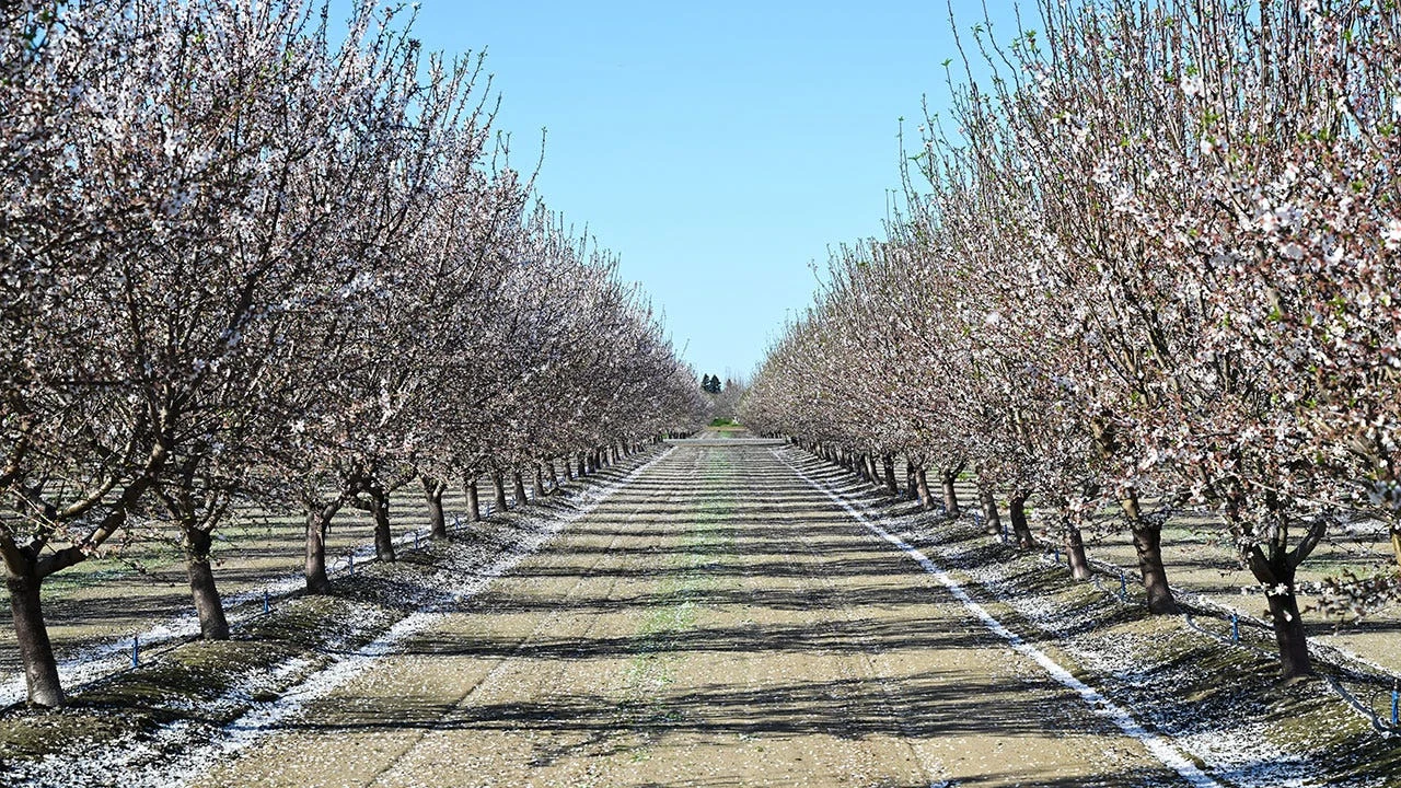 Gavin Newsom wants almonds, other exports exempt from tariff retaliation