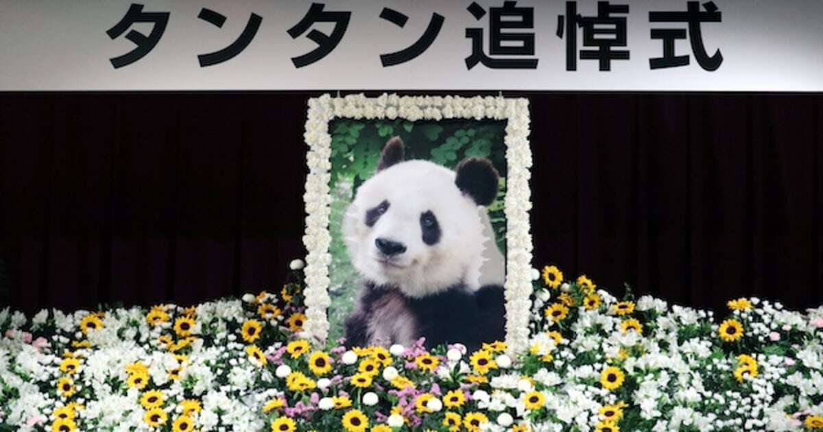 「家族であり友達」「自分の子供のような存在だった」動物園の飼育員さんが追悼式で語ったパンダのタンタンのこと