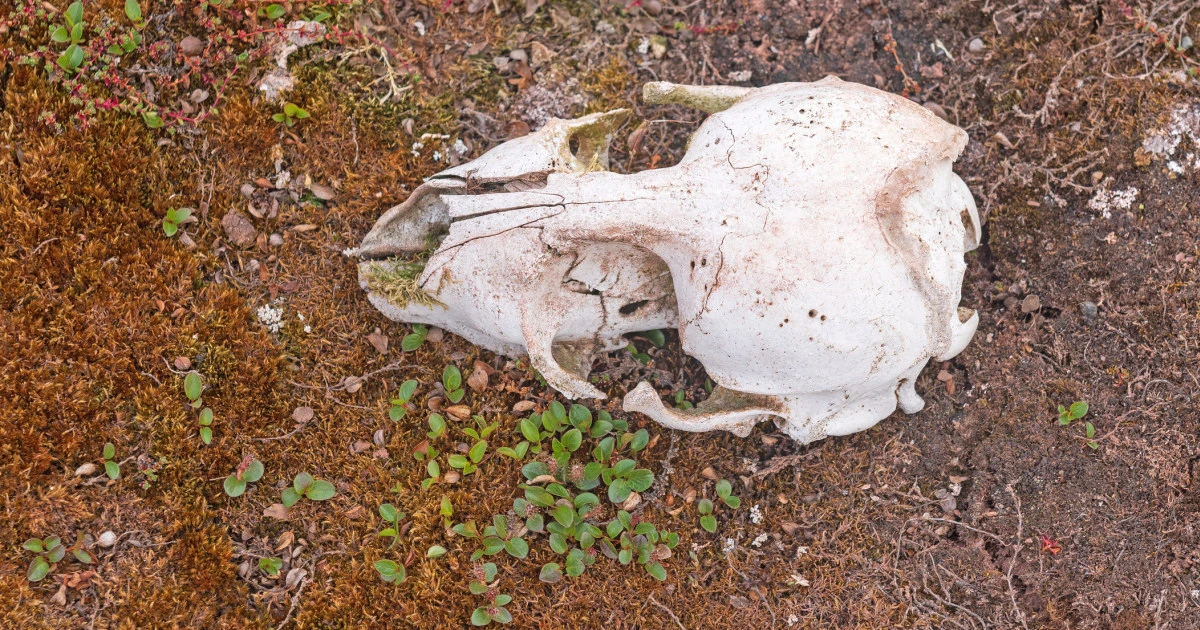 その骨が怪物ヒグマ「OSO18」のものだと、どう証明するのか…元は取材に協力的だった専門家に門前払いされた”3つの理由”