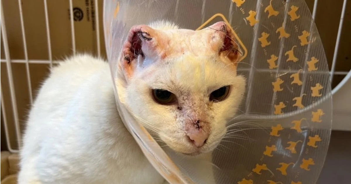 猫が両耳を失った理由は…餌やり「だけ」の罪深さも。地域猫に人間ができる「本当のサポート」