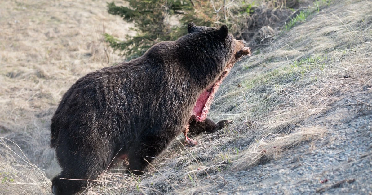 北海道でヒグマが「逆ビーガン化」している？…雑食を捨てて”肉食”に転身するクマが今後増えると言われるワケ