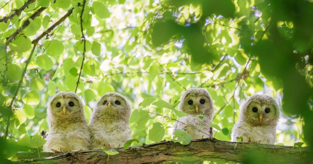 エゾフクロウの雛4羽が並ぶ「奇跡の写真」…「またとない瞬間」を収めた記録