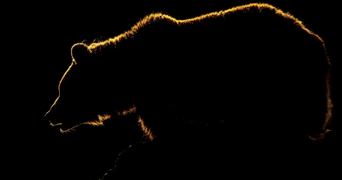 「怪物とは、果たしてどちらであったか」…”牛66頭を襲ったヒグマ”OSO18を追い続けた記者が語る「ある哀しいクマの一生」
