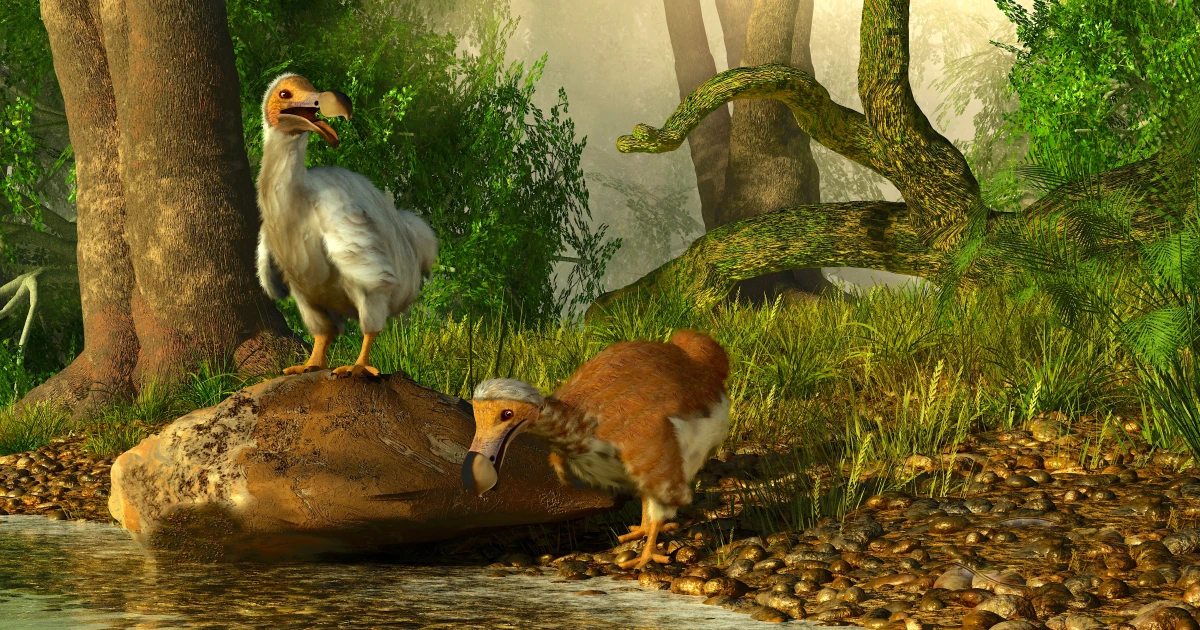 じつは、それほどコスパが良くない…飛ぶことをやめた「ドードー」にみる、「発達した特徴が進化とは言えない」、じつに納得の理由