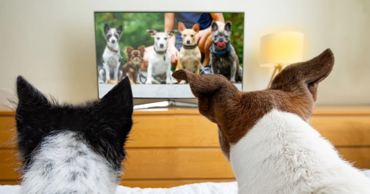 「犬はテレビがわかるか」動物行動学の専門家驚きの回答。飼い主が留守中、不安と寂しさで暴れる犬にテレビを見せてみた。