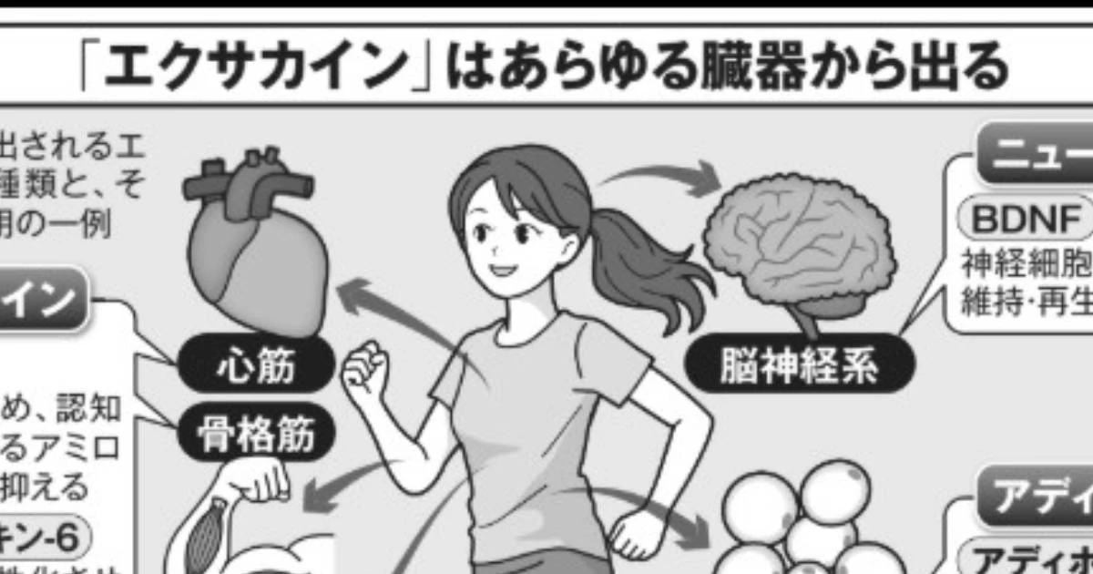 医学界が大注目…カラダをキレイにするなら「マンジャロよりエクサカイン」？魔法の体内物質は”筋肉と内臓”からドバドバ出る